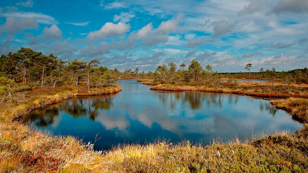 Pond in autumn in the swamp