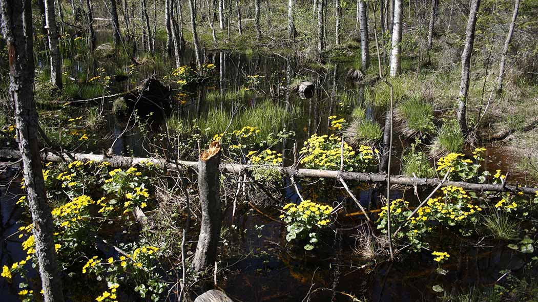 Yellow flowers in the middle of water.