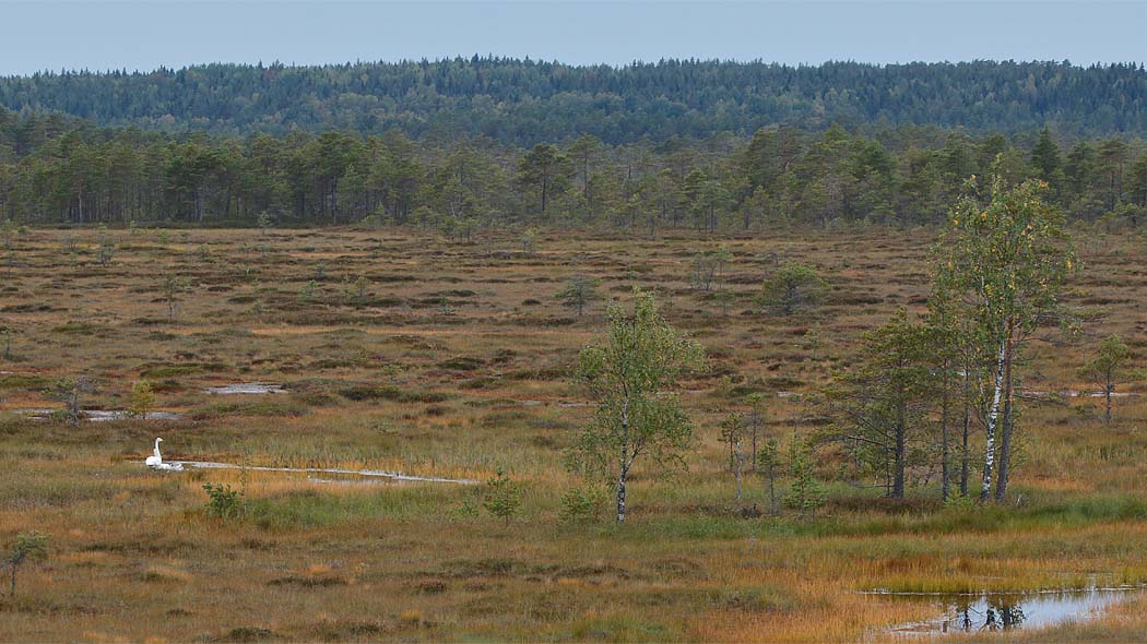 Open flarkbog with small water ponds and a few deciduous trees in the foreground. In the background coniferous forest.