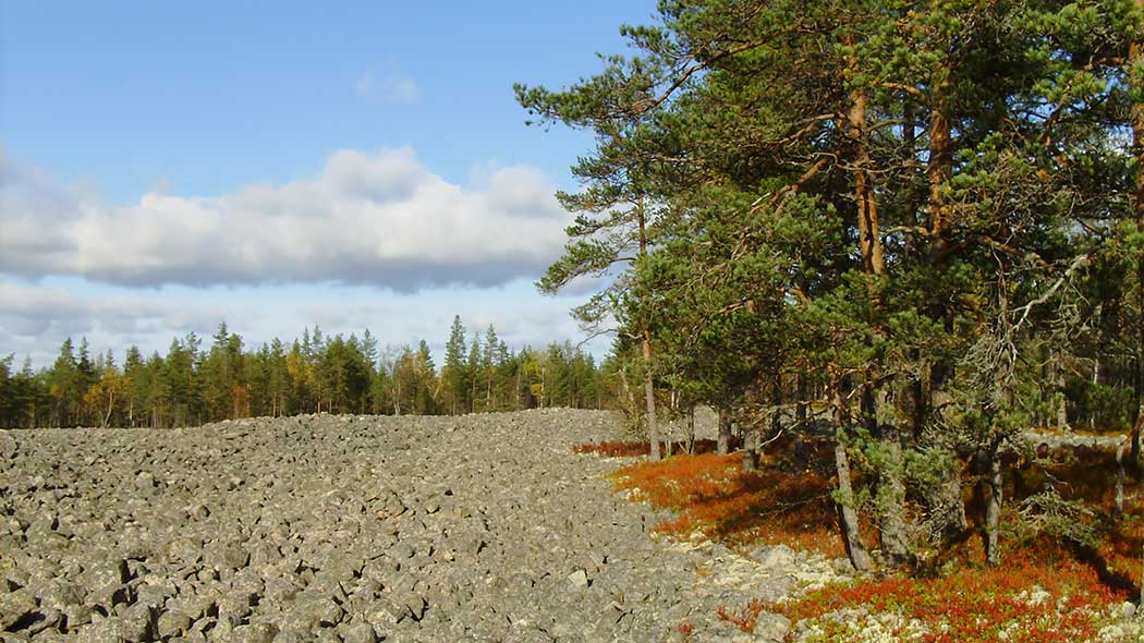 Wide stony area with forest on the edges