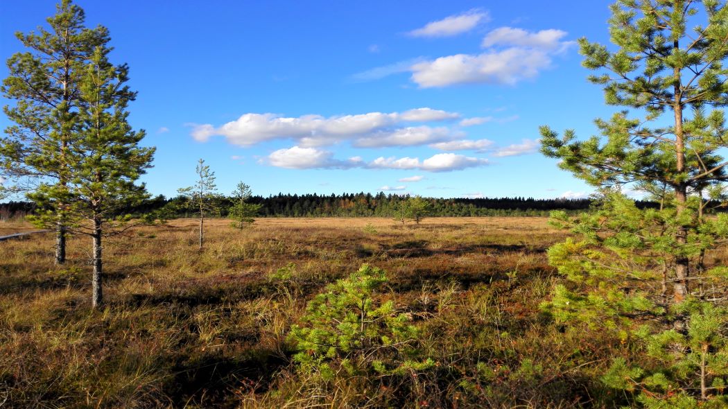 A mire where small pine trees grow.