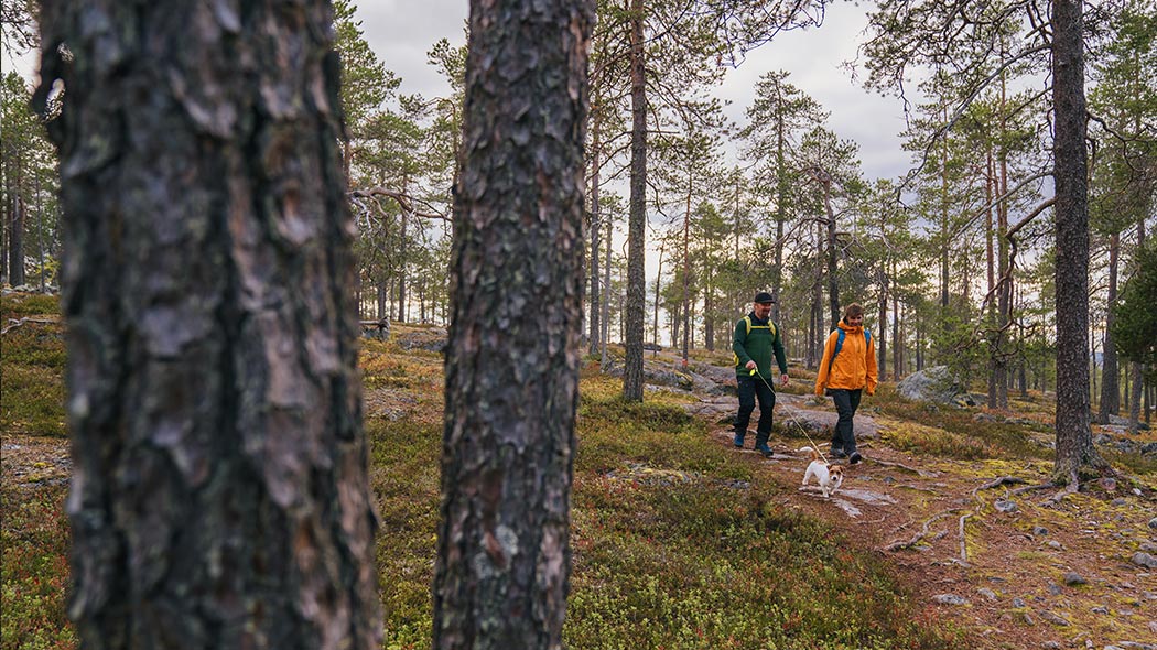 Two people, one of whom is walking a dog, are hiking on a path in a rocky terrain in the middle of a forest.