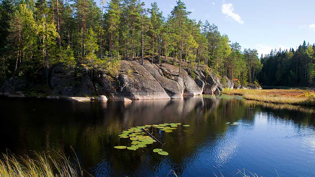 In the foreground is a pond and aquatic plants. Behind the pond is a rock on which a pine forest grows.