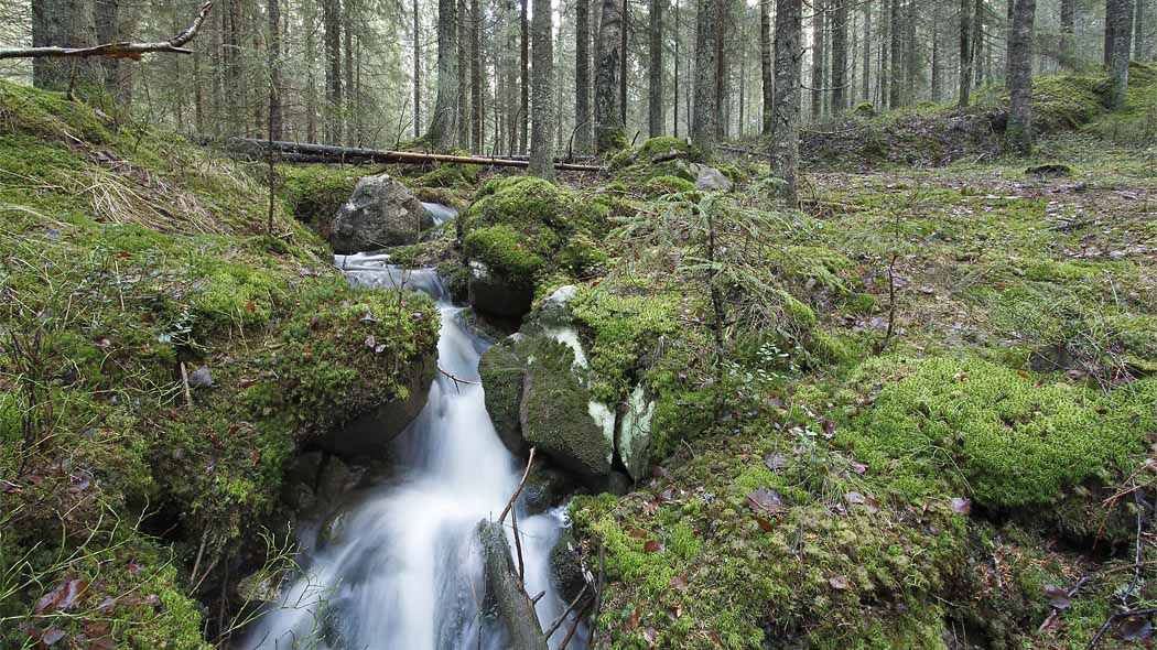 A small stream flows between mossy rocks in the forest.