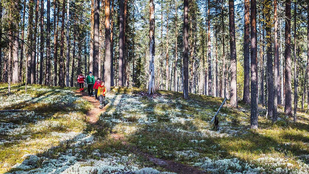 Blue sky can be glimpsed through the tops of old pine trees. There are large areas of white lichen on the ground. The photo shows a path with four hikers.
