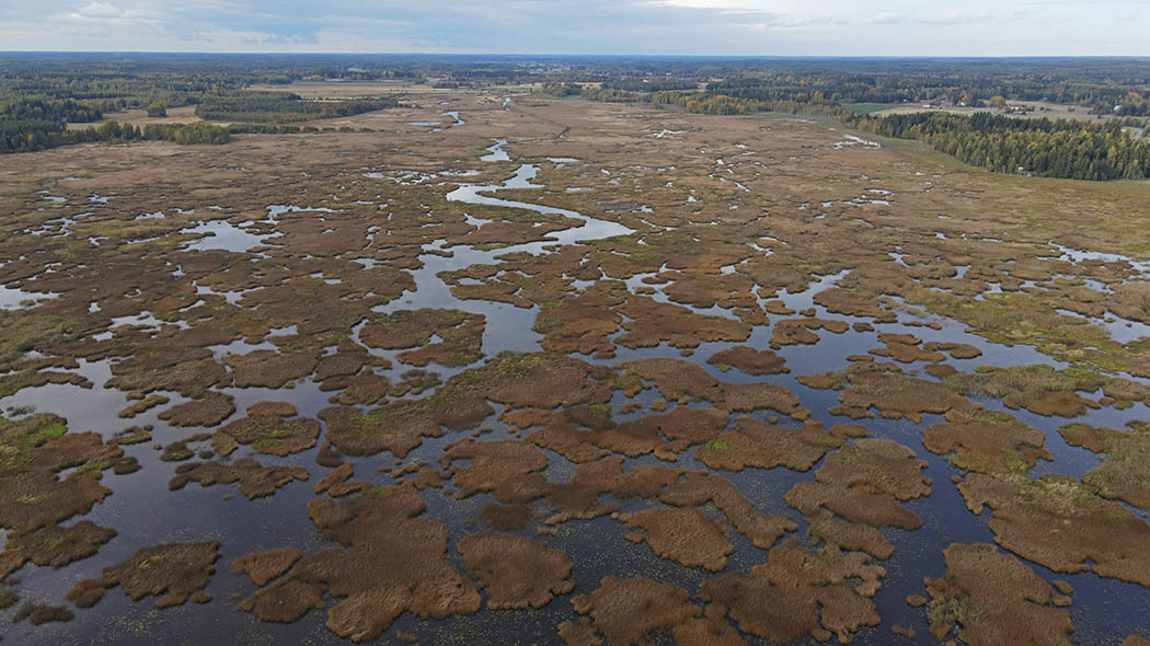 Aerial view of a wetland with many water areas in the meadow. The edge of the forest behind.