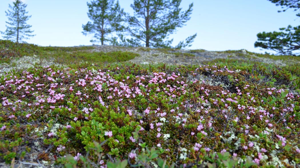 Photo: Aimo Leppäkangas/Metsähallitus.