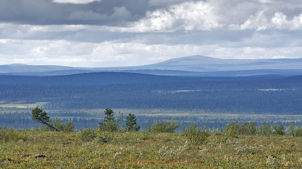 In front is low vegetation and the slope descends to the invisible. At the bottom there are strips with forest in between. High fell peaks in the background.