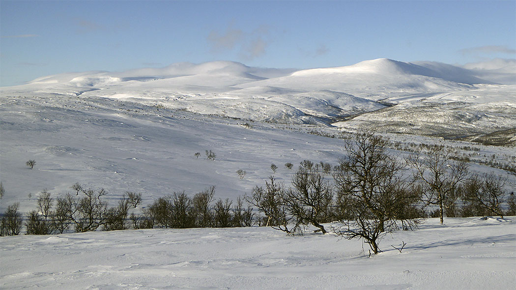 Snowy fell, a few fell birches on the slope.