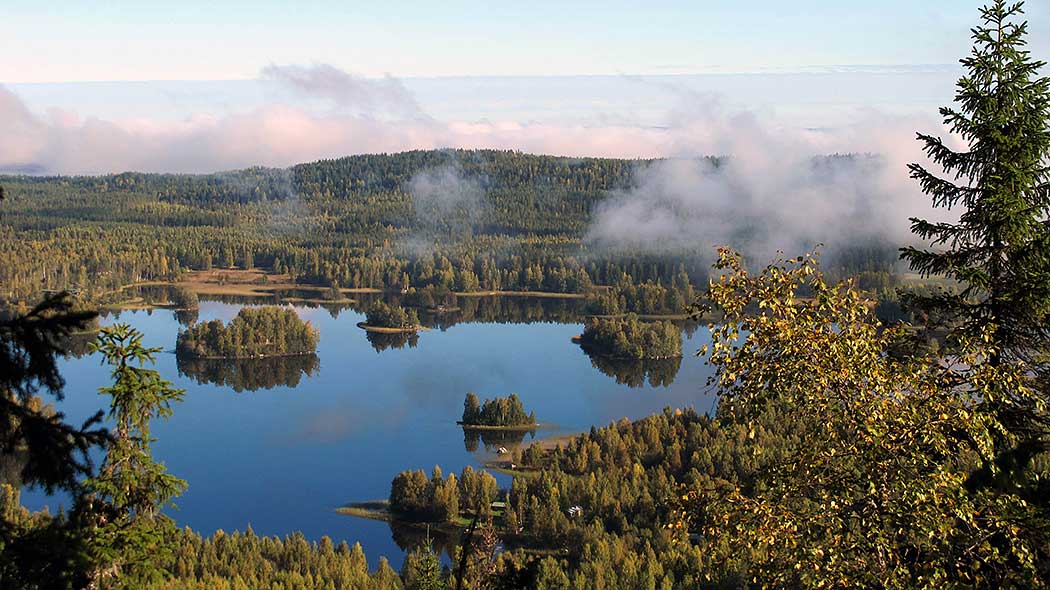 A landscape at summer.