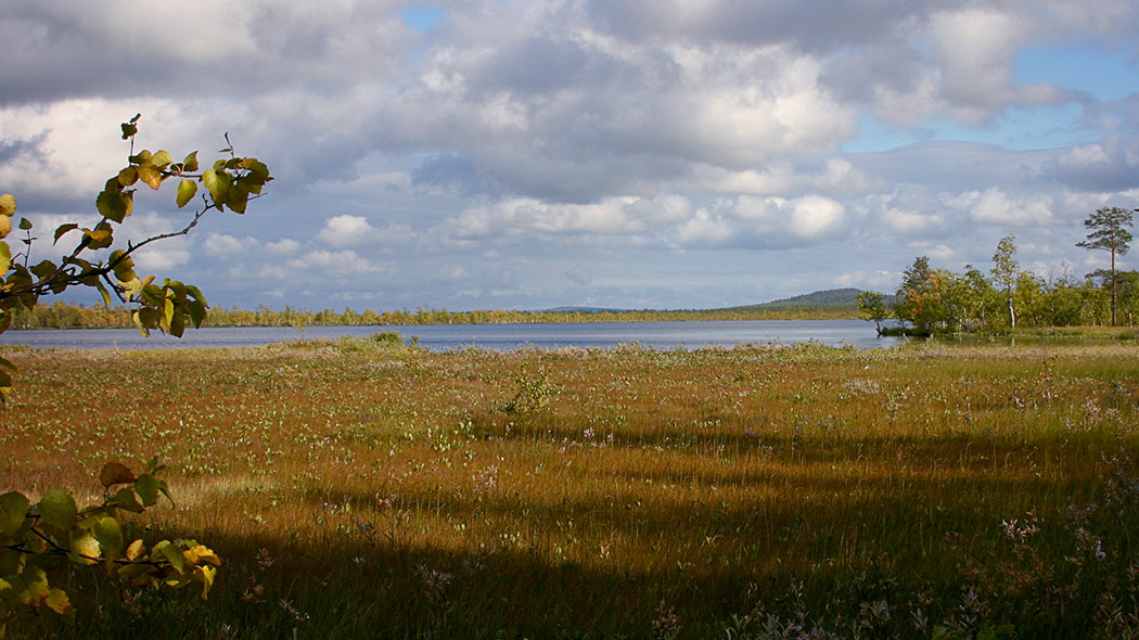 A pond in the middle of a mire with forest hills in the background.