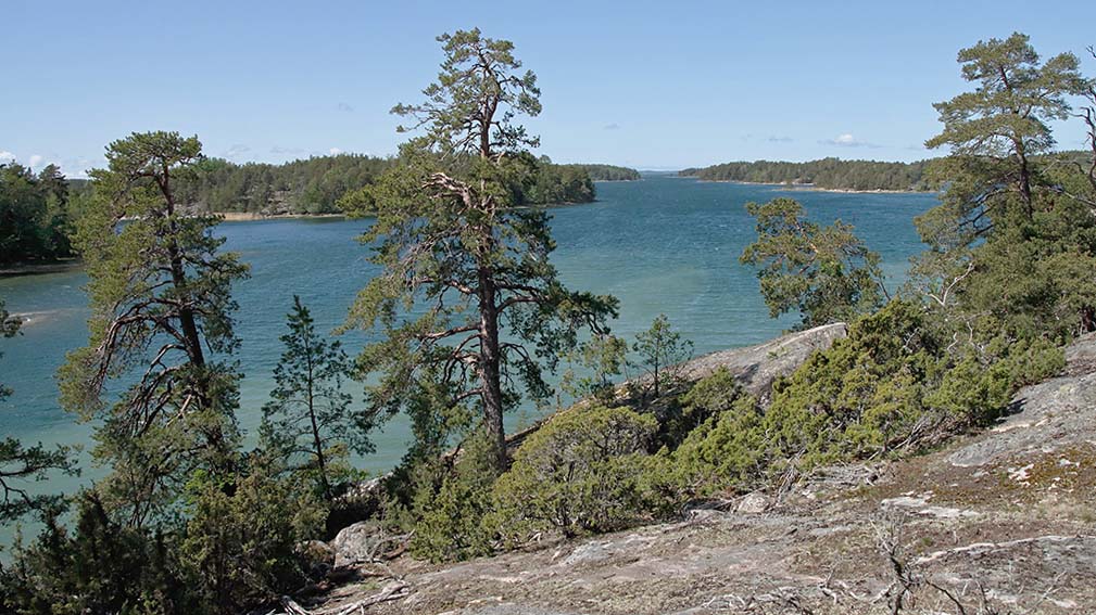 Rocky seaside, trees and the sea on a sunny day.