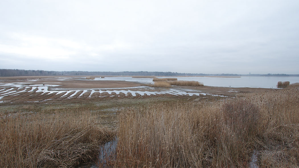 A sea bay bordered by reeds.  There is water on the beach meadow and the edge of the forest in the background and cloudy sky.