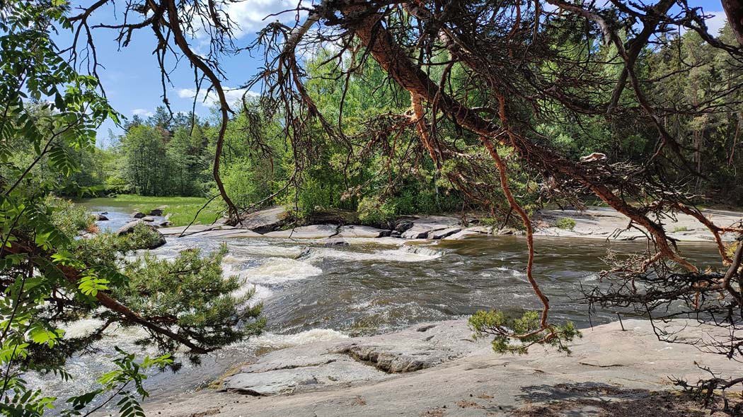 Trees along the rapids.