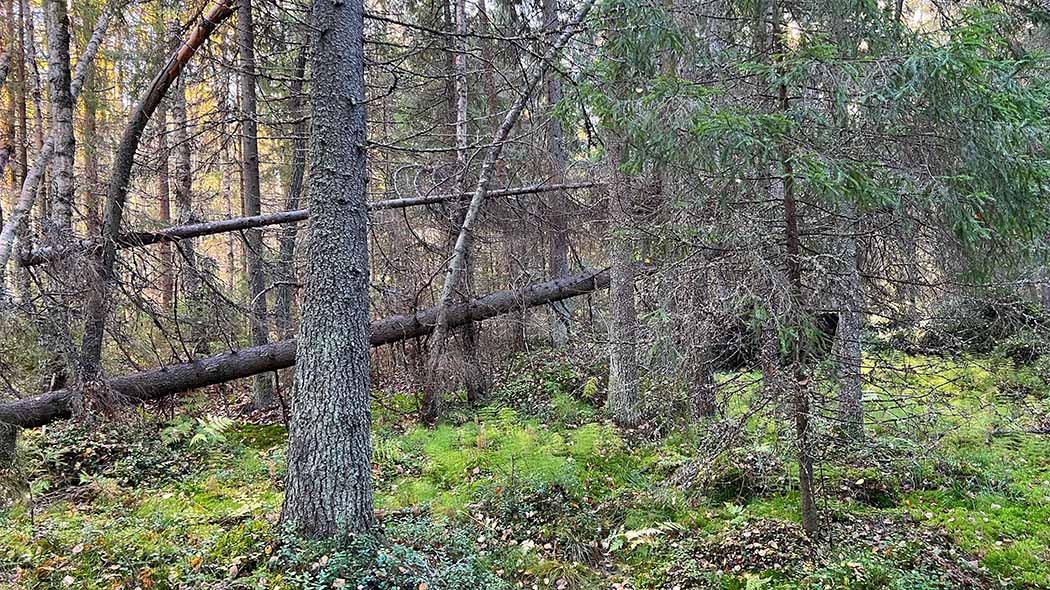 A view of the old spruce forest, with two fallen tree in the background.