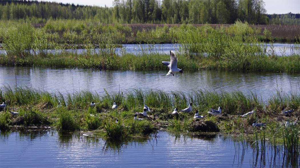 A Black-headed gull colony brood on a narrow grassy section of land in the wetland.